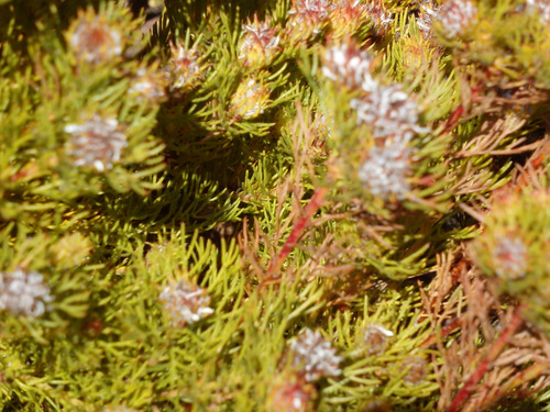 Kirstenbosch National Botanical Garden.